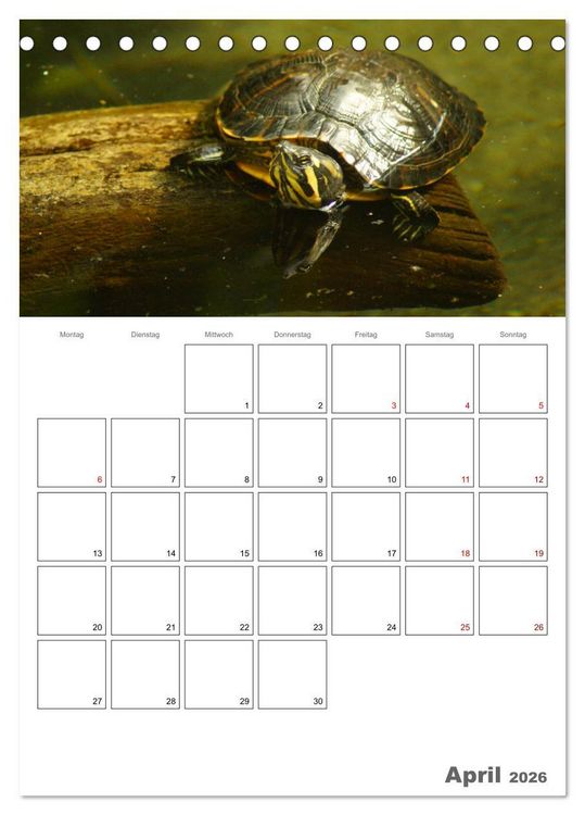 Produktbild: Langsame Schildkr&ouml;ten (Tischkalender 2026 DIN A5 hoch), CALVENDO Monatskalender