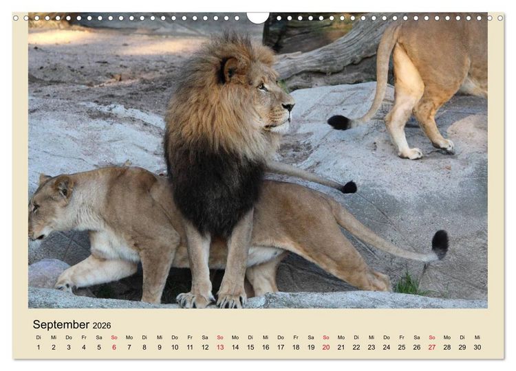 Produktbild: L&ouml;wen im Tierpark Hagenbeck (Wandkalender 2026 DIN A3 quer), CALVENDO Monatskalender