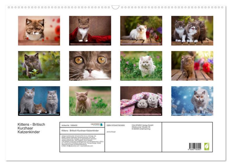 Produktbild: Kittens - Britisch Kurzhaar Katzenkinder (Wandkalender 2026 DIN A2 quer), CALVENDO Monatskalender