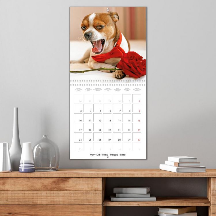 Produktbild: Chihuahua: Small dogs, but mighty (Wall Calendar 2027 12 &times; 12 Inch) CALVENDO 12 Month Wall Calendar