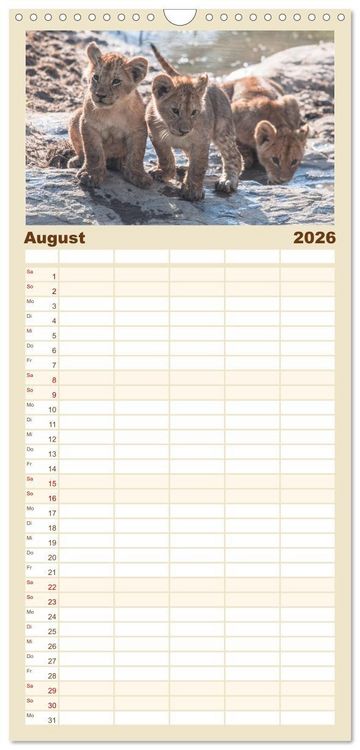Produktbild: Familienplaner 2026 - L&ouml;wen - Raubkatzen Afrikas mit 5 Spalten (Wandkalender, 21 x 45 cm) CALVENDO