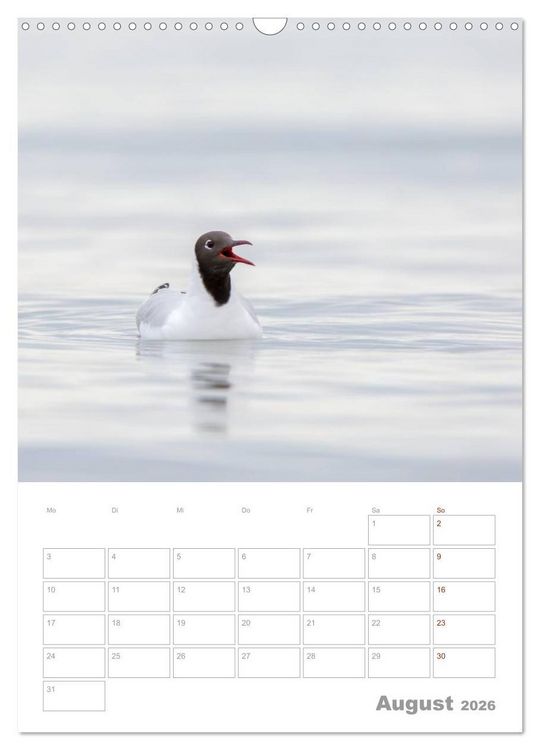 Produktbild: M&ouml;wen - die V&ouml;gel der K&uuml;ste (Wandkalender 2026 DIN A3 hoch), CALVENDO Monatskalender