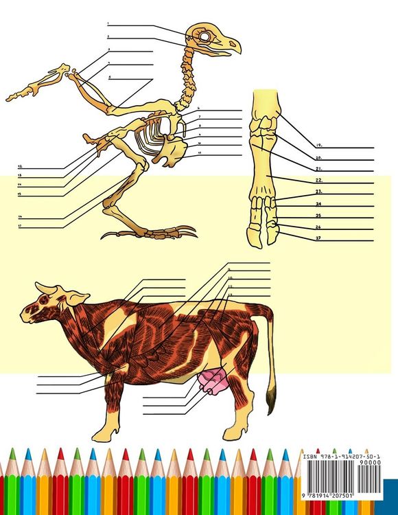 Produktbild: Animal Anatomy Coloring Book