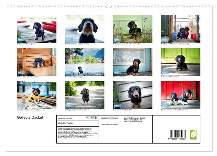 Produktbild: Geliebte Dackel (hochwertiger Premium Wandkalender 2026 DIN A2 quer), Kunstdruck in Hochglanz