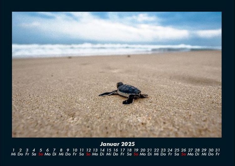 Produktbild: Schildkr&ouml;tenzauber 2025 Fotokalender DIN A4