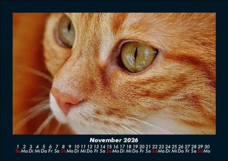 Produktbild: F&uuml;r Katzenfreunde 2026 Fotokalender DIN A5