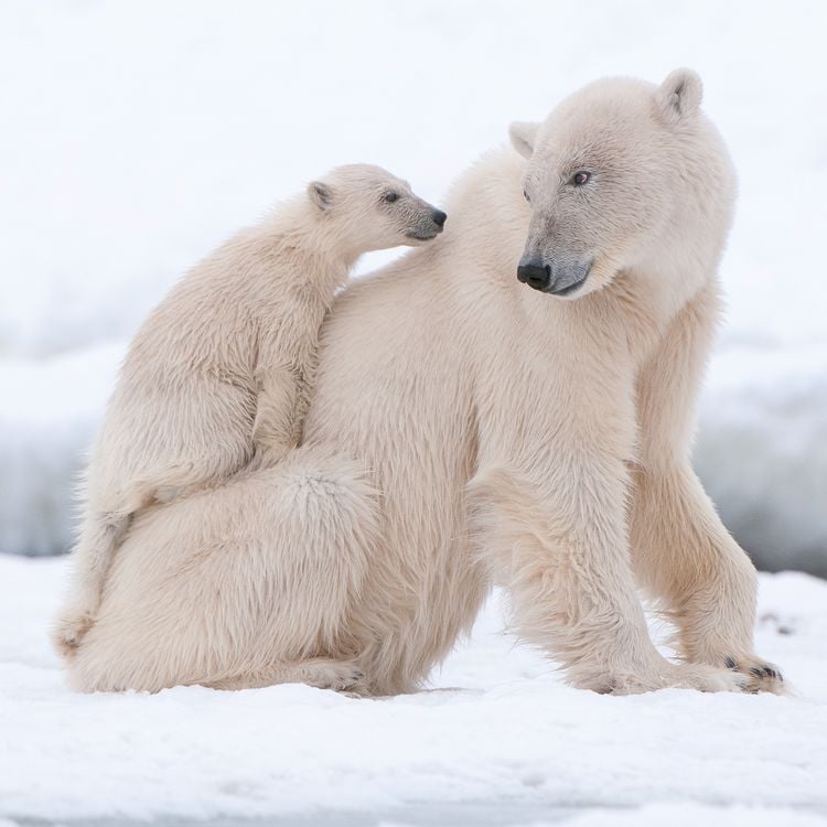 Produktbild: Eisb&auml;ren / Polar Bears 2027
