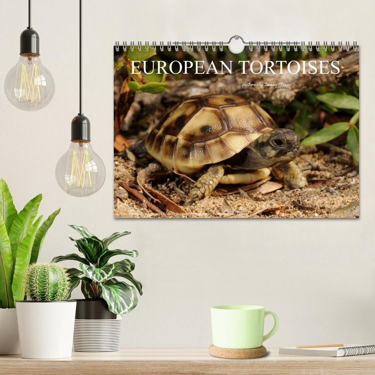 Produktbild: European Tortoises / UK-Version (Wall Calendar 2026 DIN A4 landscape), CALVENDO 12 Month Wall Calendar