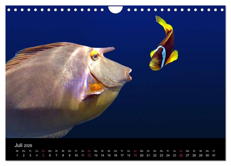 Produktbild: Meeres Sch&ouml;nheiten (Wandkalender 2026 DIN A4 quer), CALVENDO Monatskalender