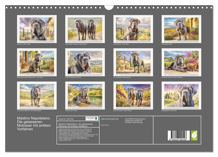 Produktbild: Mastino Napoletano. Die gelassenen Molosser mit antiken Vorfahren (Wandkalender 2026 DIN A3 quer), CALVENDO Monatskalender