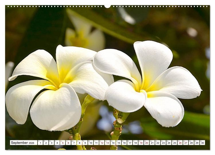 Produktbild: Rarotonga - Trauminsel im S&uuml;dpazifik. (hochwertiger Premium Wandkalender 2026 DIN A2 quer), Kunstdruck in Hochglanz
