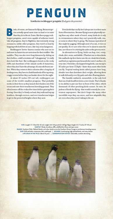 Produktbild: Birds
