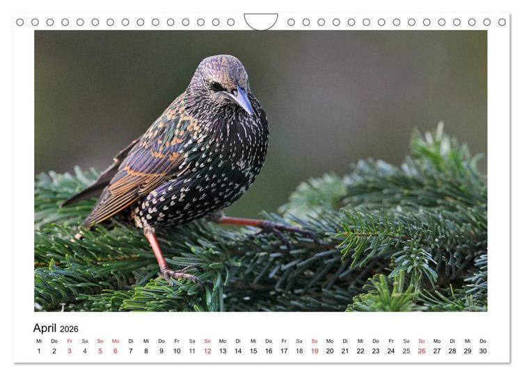 Produktbild: Heimische Gartenv&ouml;gel - Gefiederte Freunde (Wandkalender 2026 DIN A4 quer), CALVENDO Monatskalender
