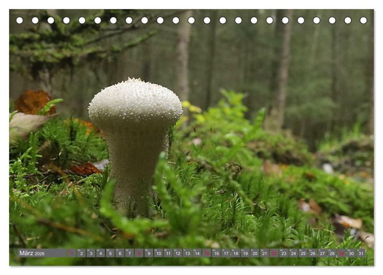 Produktbild: PILZE IM WALD (Tischkalender 2026 DIN A5 quer), CALVENDO Monatskalender