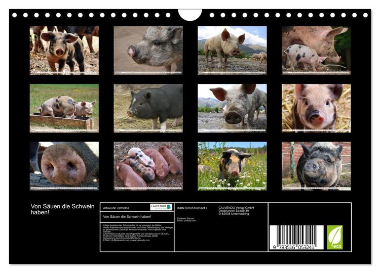 Produktbild: Von S&auml;uen die Schwein haben! (Wandkalender 2026 DIN A4 quer), CALVENDO Monatskalender