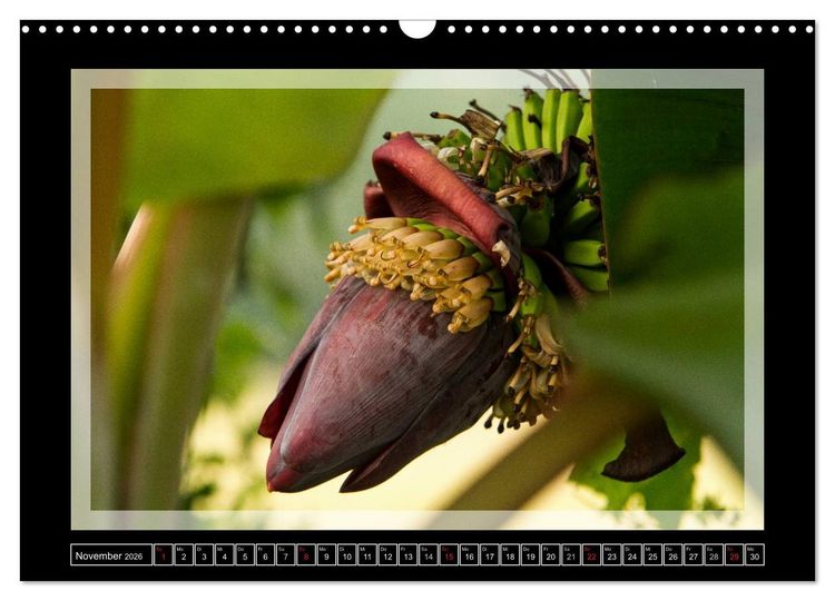 Produktbild: Kerala - Impressionen aus S&uuml;dindien (Wandkalender 2026 DIN A3 quer), CALVENDO Monatskalender