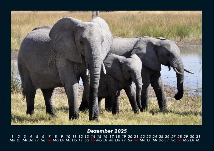 Produktbild: Elefanten - Die sanften Riesen Afrikas 2025 Fotokalender DIN A4