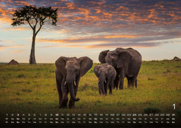 Produktbild: Afrikas Tierwelt - Der Tierkalender - 2027 - Kalender DIN A3