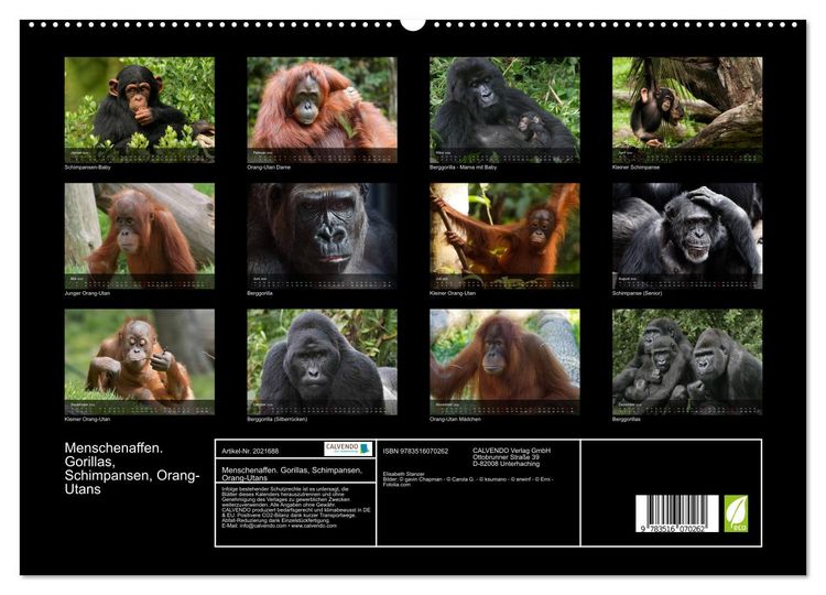 Produktbild: Menschenaffen. Gorillas, Schimpansen, Orang-Utans (hochwertiger Premium Wandkalender 2026 DIN A2 quer), Kunstdruck in Hochglanz