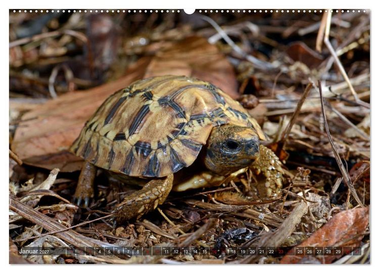 Produktbild: Reptilien auf Madagaskar (Wandkalender 2027 DIN A2 quer), CALVENDO Monatskalender