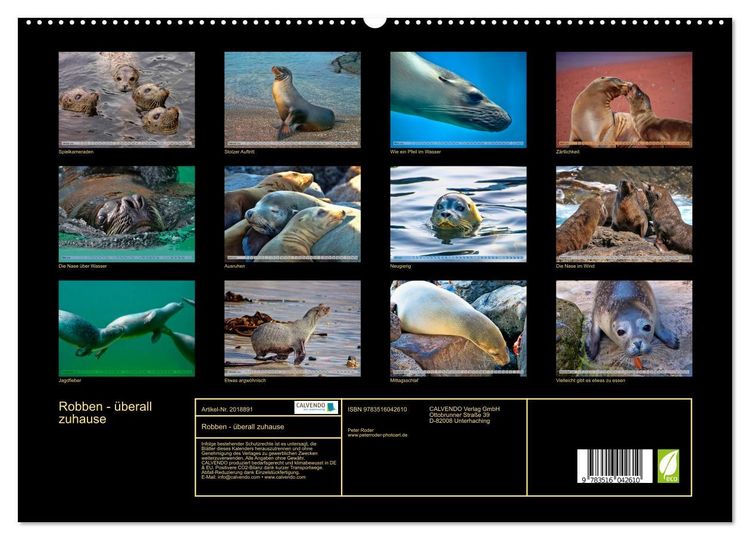 Produktbild: Robben - &uuml;berall zuhause (hochwertiger Premium Wandkalender 2026 DIN A2 quer), Kunstdruck in Hochglanz