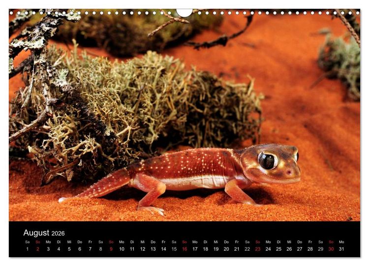 Produktbild: REPTILIEN IM TERRARIUM (Wandkalender 2026 DIN A3 quer), CALVENDO Monatskalender