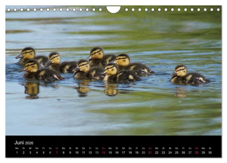 Produktbild: Das Leben der Enten (Wandkalender 2026 DIN A4 quer), CALVENDO Monatskalender