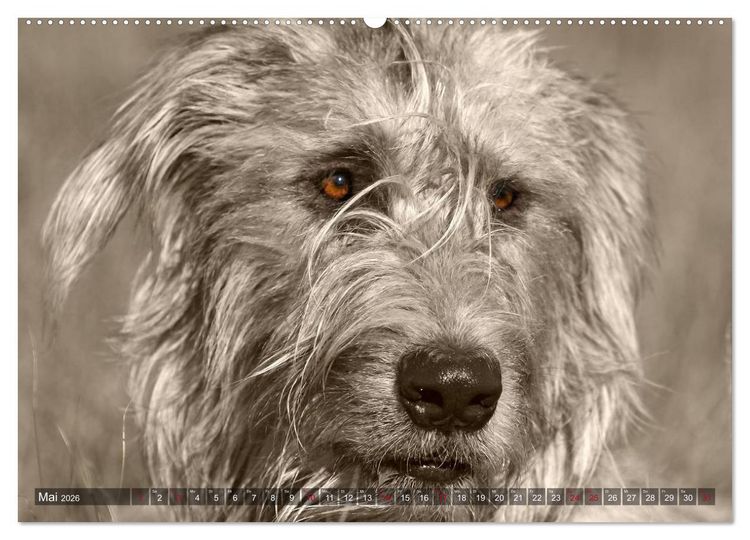 Produktbild: Windhunde eye-catcher (Wandkalender 2026 DIN A2 quer), CALVENDO Monatskalender