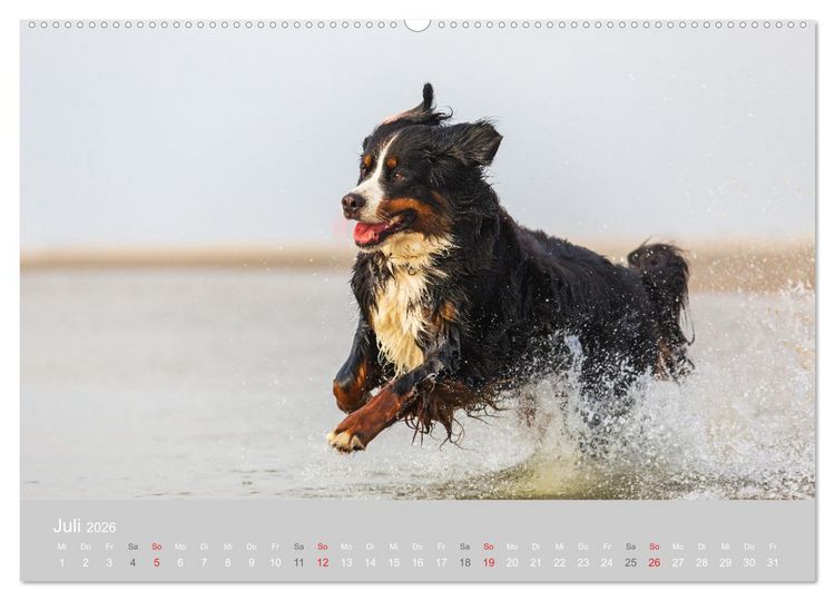 Produktbild: Liebling BERNER SENNENHUND (hochwertiger Premium Wandkalender 2026 DIN A2 quer), Kunstdruck in Hochglanz