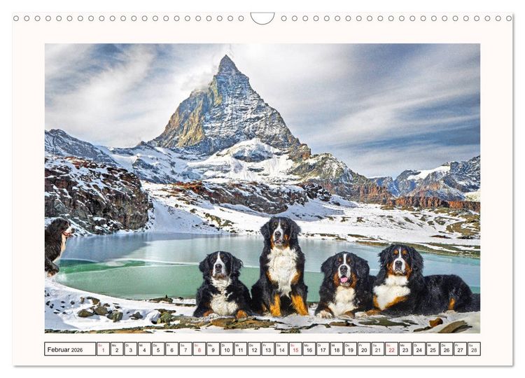 Produktbild: Berner Sennenhunde - Tr&auml;umereien (Wandkalender 2026 DIN A3 quer), CALVENDO Monatskalender