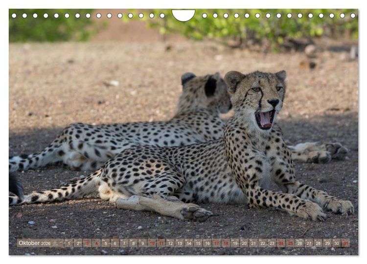 Produktbild: Geparden - Die Sch&ouml;nheiten Afrikas (Wandkalender 2026 DIN A4 quer), CALVENDO Monatskalender