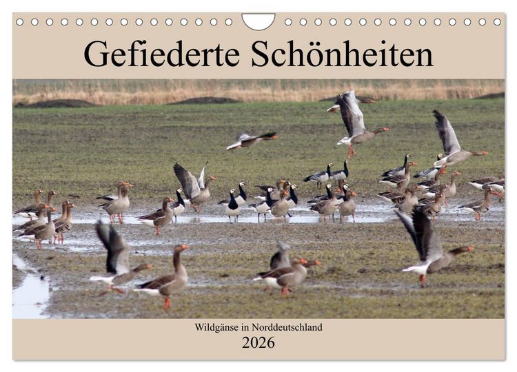 Produktbild: Gefiederte Sch&ouml;nheiten - Wildg&auml;nse in Norddeutschland (Wandkalender 2026 DIN A4 quer), CALVENDO Monatskalender
