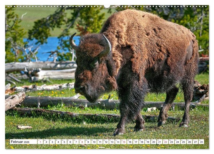 Produktbild: TATONKA Der nordamerikanische Bison (hochwertiger Premium Wandkalender 2026 DIN A2 quer), Kunstdruck in Hochglanz