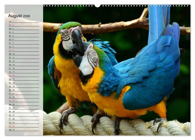Produktbild: Papageien. Bunt, laut und klug (Wandkalender 2026 DIN A2 quer), CALVENDO Monatskalender
