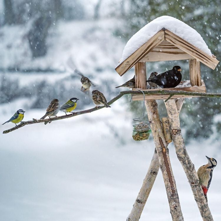 Produktbild: V&ouml;gel / Birds 2027