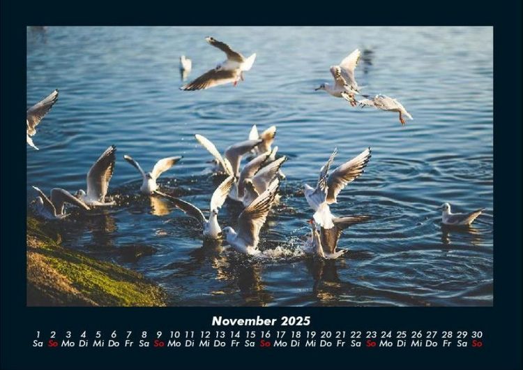 Produktbild: M&ouml;wen 2025 Fotokalender DIN A4