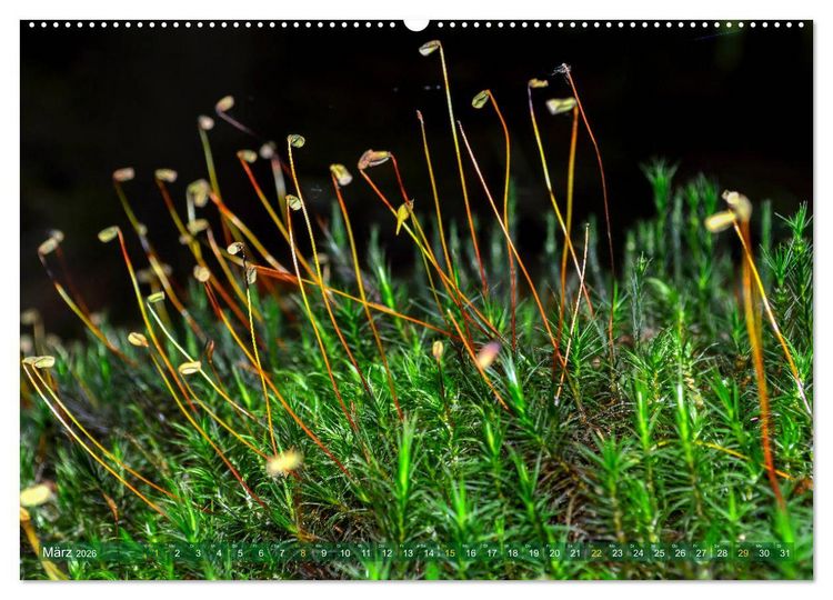 Produktbild: Spaziergang im Wald (hochwertiger Premium Wandkalender 2026 DIN A2 quer), Kunstdruck in Hochglanz
