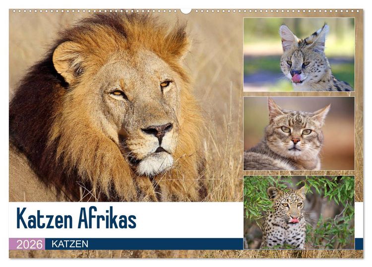Produktbild: Katzen Afrikas (Wandkalender 2026 DIN A2 quer), CALVENDO Monatskalender
