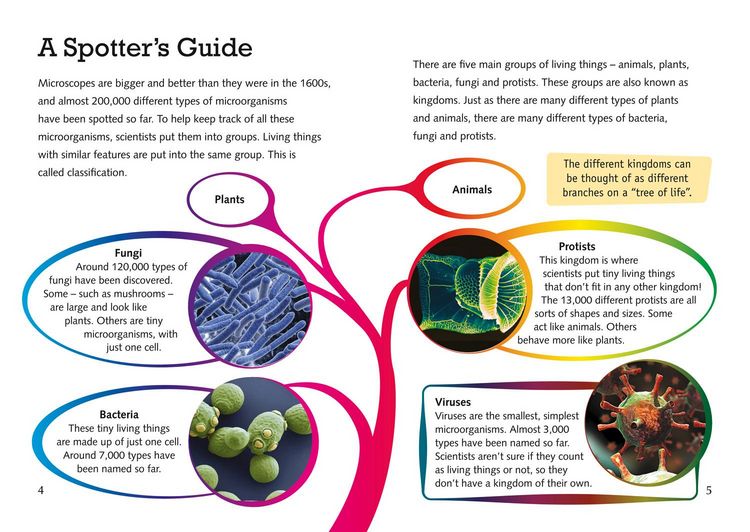 Produktbild: The Mysterious World of Microorganisms