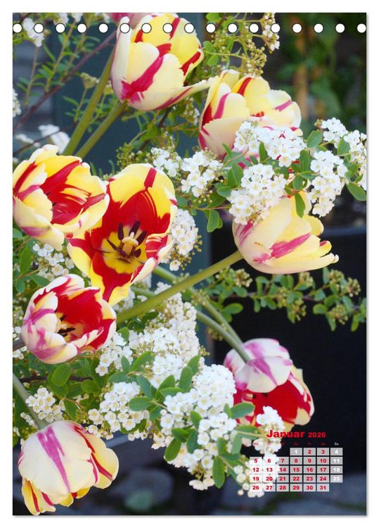 Produktbild: Ein buntes Tulpenjahr (Tischkalender 2026 DIN A5 hoch), CALVENDO Monatskalender