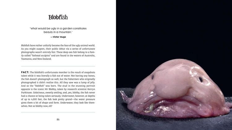Produktbild: Ugly-Cute