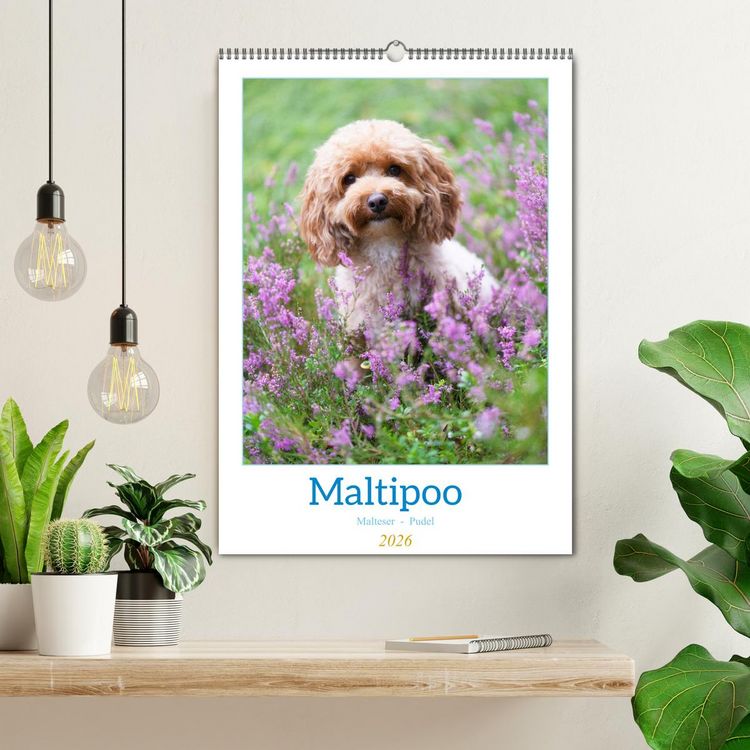 Produktbild: Maltipoo - Malteser - Pudel 2026 (Wandkalender 2026 DIN A2 hoch), CALVENDO Monatskalender