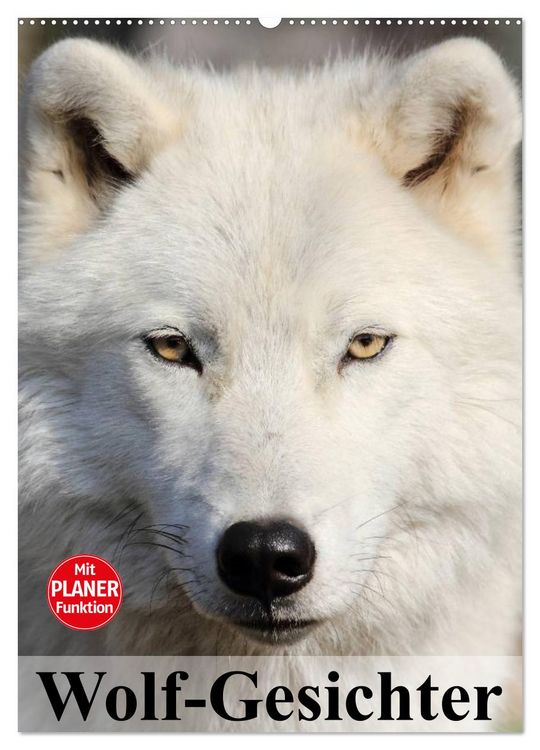 Produktbild: Wolf-Gesichter (Wandkalender 2026 DIN A2 hoch), CALVENDO Monatskalender