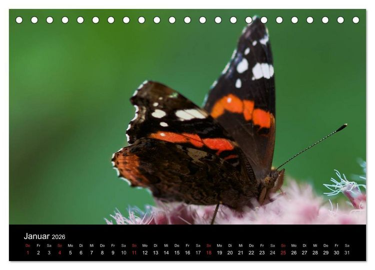 Produktbild: Heimische Schmetterlinge (Tischkalender 2026 DIN A5 quer), CALVENDO Monatskalender