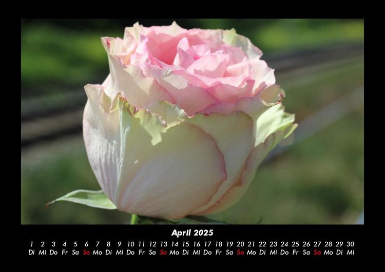 Produktbild: Rosentraum 2025 Fotokalender DIN A3