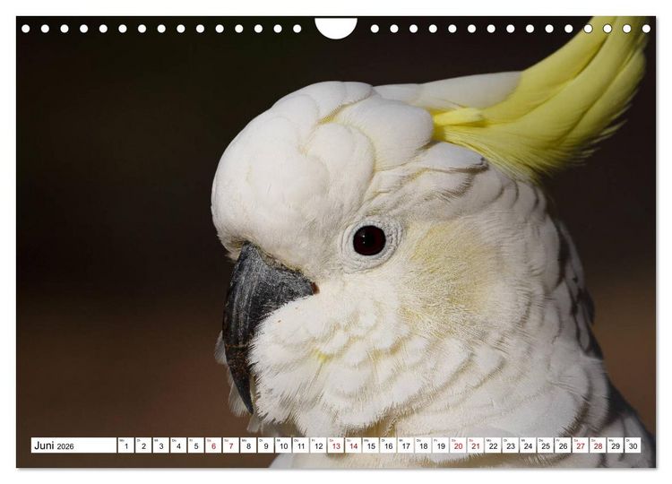 Produktbild: Wildlife Australien (Wandkalender 2026 DIN A4 quer), CALVENDO Monatskalender