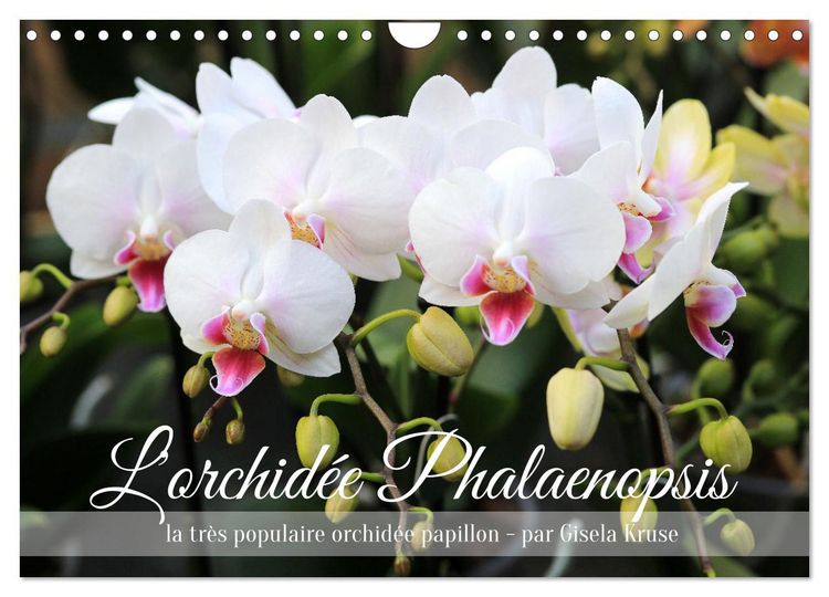 Produktbild: L'orchid&eacute;e Phalaenopsis (Calendrier mural 2026 DIN A4 vertical), CALVENDO calendrier mensuel