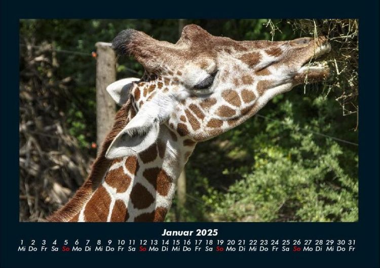 Produktbild: Tierkalender 2025 Fotokalender DIN A4