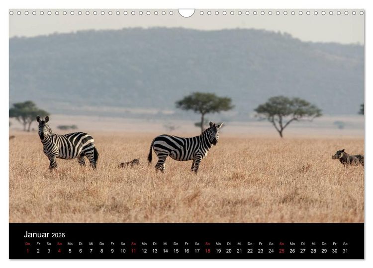 Produktbild: Zebras - Faszination der Streifen (Wandkalender 2026 DIN A3 quer), CALVENDO Monatskalender