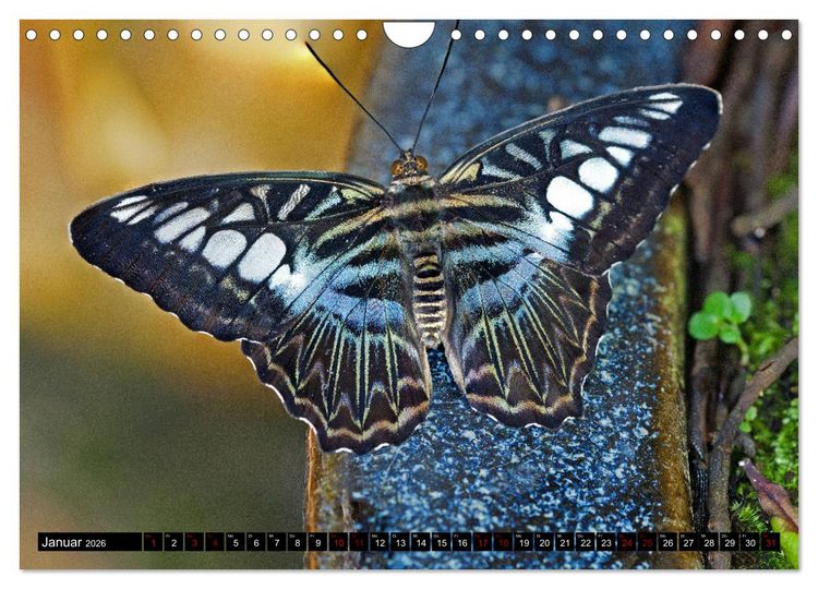 Produktbild: Fliegende Wunderwesen. Schmetterlinge weltweit, ganz nah (Wandkalender 2026 DIN A4 quer), CALVENDO Monatskalender